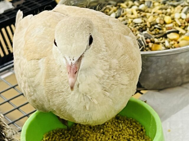 ジュズカケバト