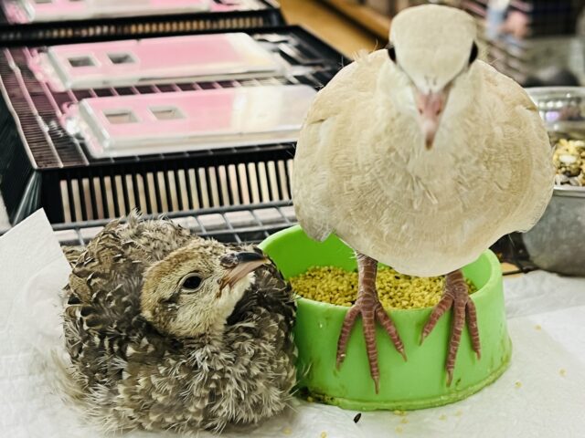 ジュズカケバト