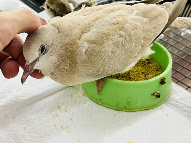 ジュズカケバト