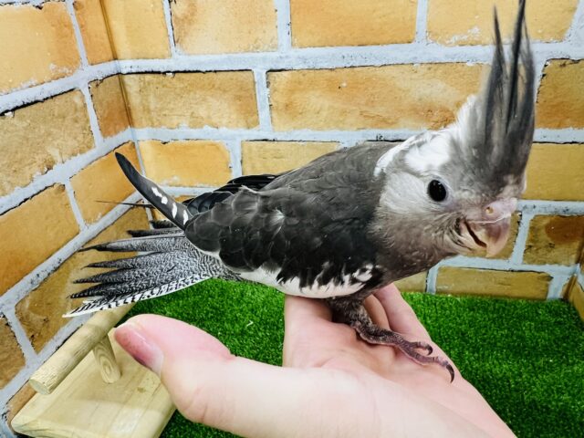 オカメインコ