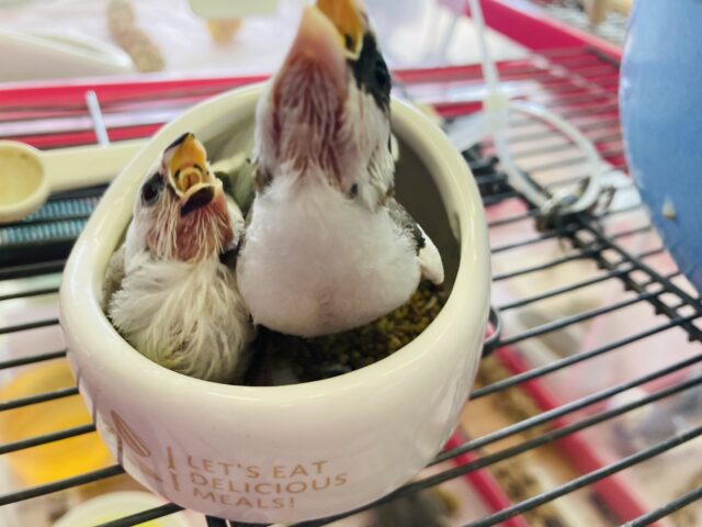 キュンキュンが止まらない❤︎ ⁾⁾ とってもかわいい十姉妹のヒナちゃんです🌼 十姉妹(ジュウシマツ)