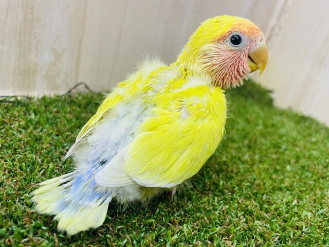 コザクラインコ（小桜インコ）