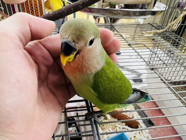 コザクラインコ（小桜インコ）