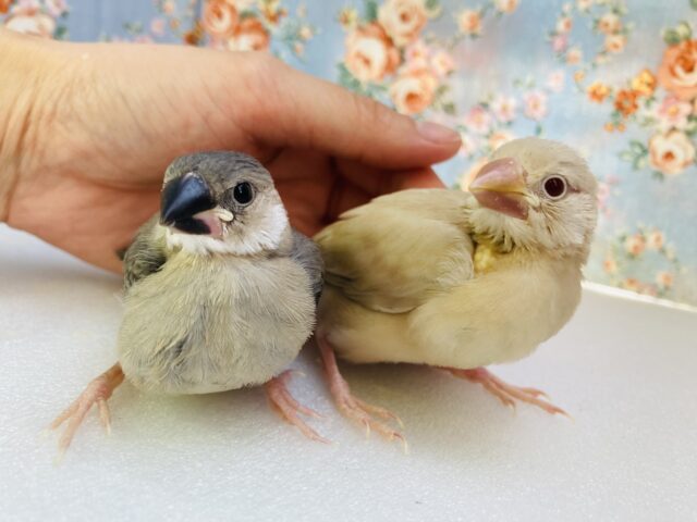 桜文鳥　/   シナモン文鳥