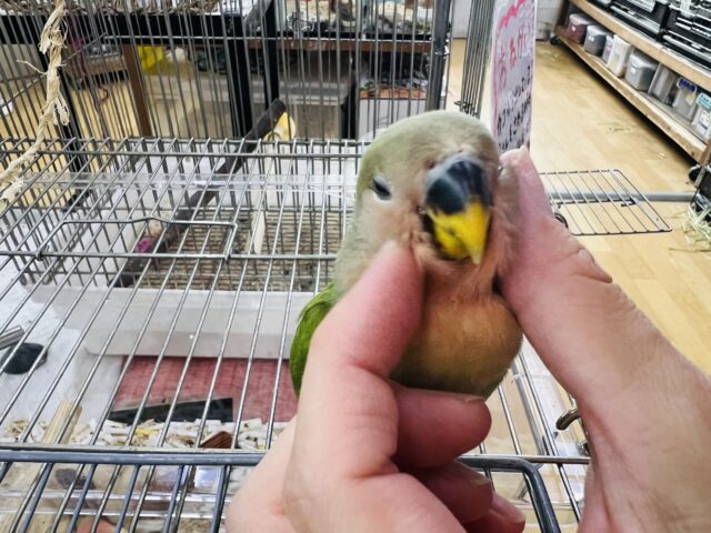 コザクラインコ（小桜インコ）