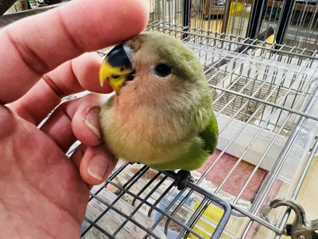 コザクラインコ（小桜インコ）