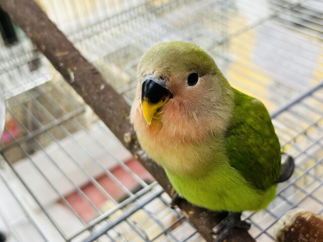 コザクラインコ（小桜インコ）