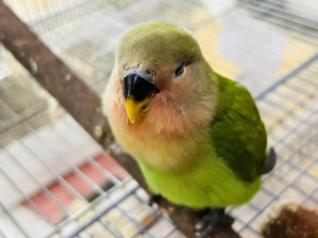 コザクラインコ（小桜インコ）