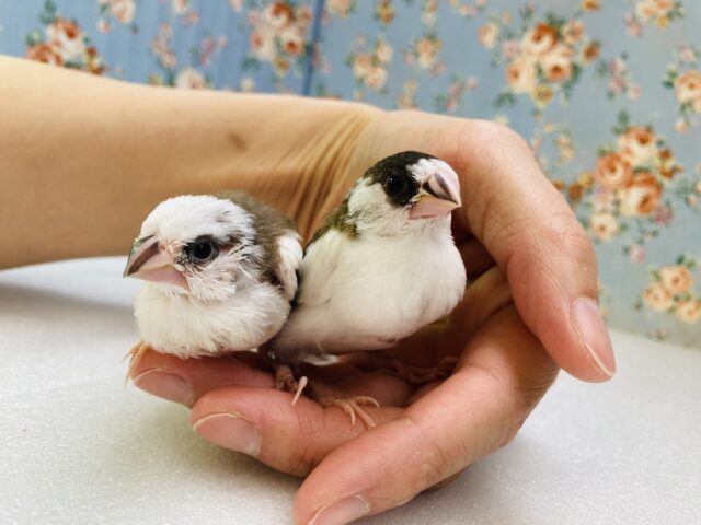 キュンキュンが止まらない❤︎ ⁾⁾ とってもかわいい十姉妹のヒナちゃんです🌼 十姉妹(ジュウシマツ)