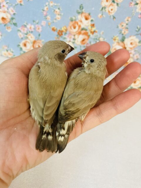 錦花鳥（キンカチョウ）