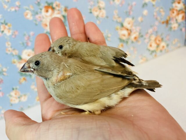 錦花鳥（キンカチョウ）