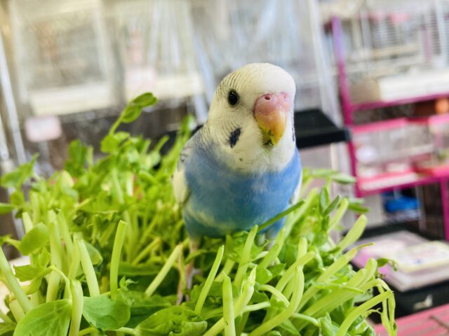 セキセイインコ