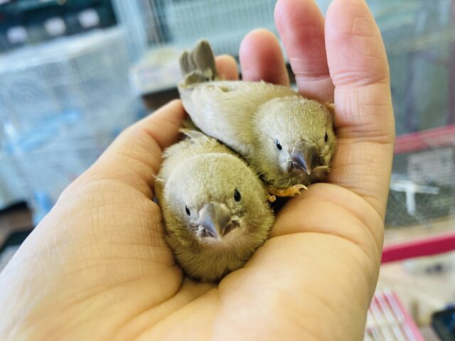 錦花鳥（キンカチョウ）