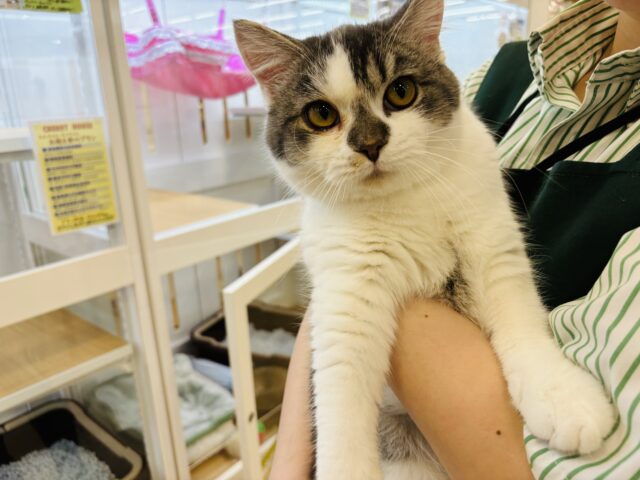 スコティッシュフォールド