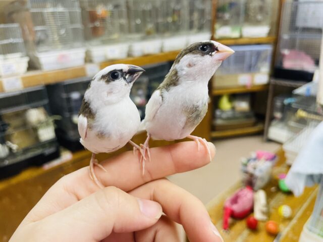 十姉妹（ジュウシマツ）