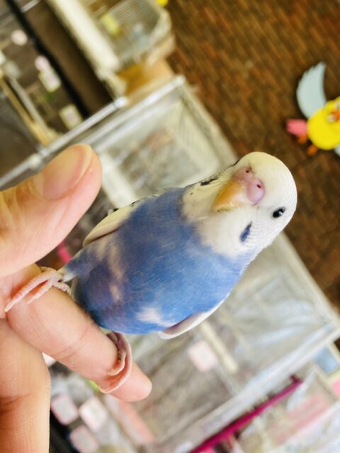 セキセイインコ
