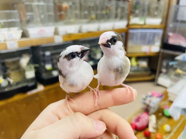 十姉妹（ジュウシマツ）