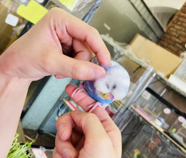 セキセイインコ