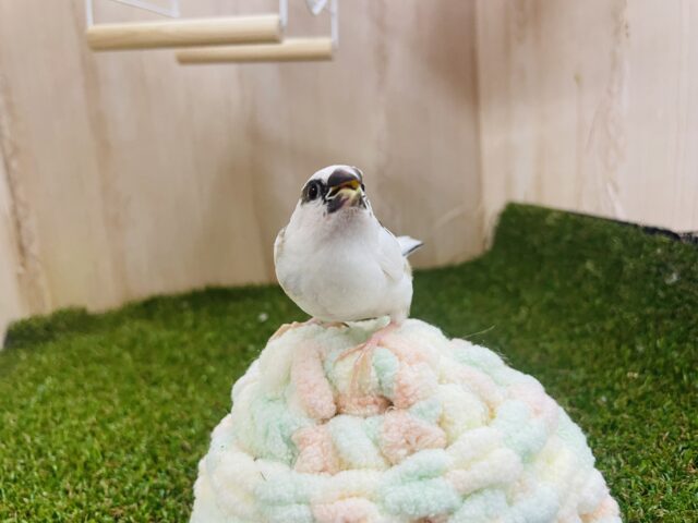 十姉妹（ジュウシマツ）