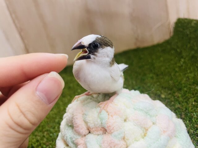 十姉妹（ジュウシマツ）