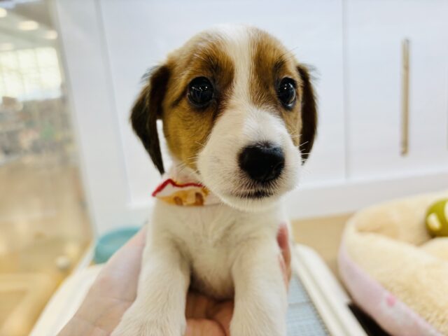 ジャックラッセルテリア