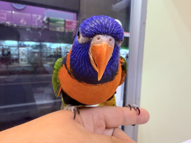 アカエリゴシキセイガイインコ