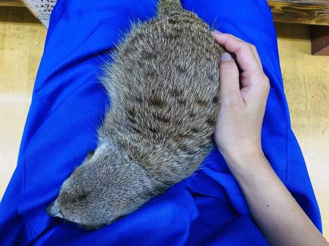 ミーアキャット