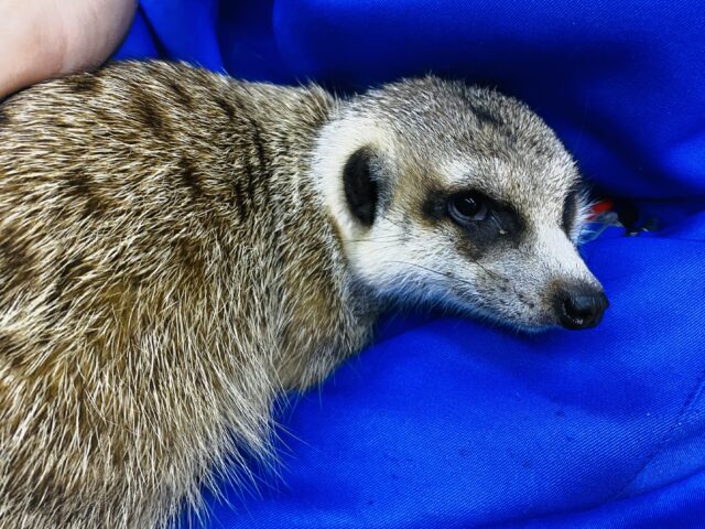 ミーアキャット