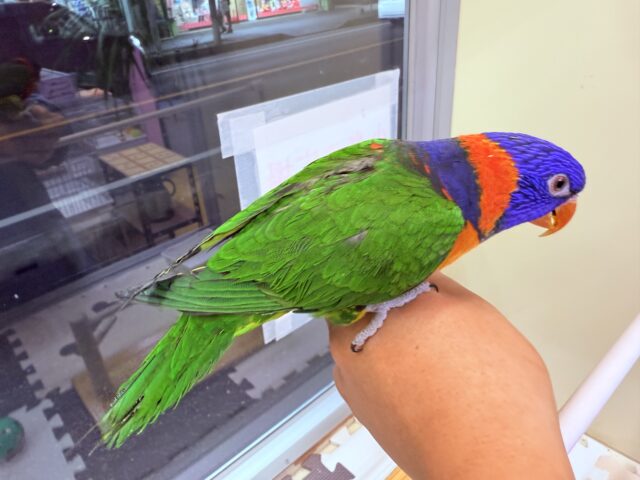 アカエリゴシキセイガイインコ