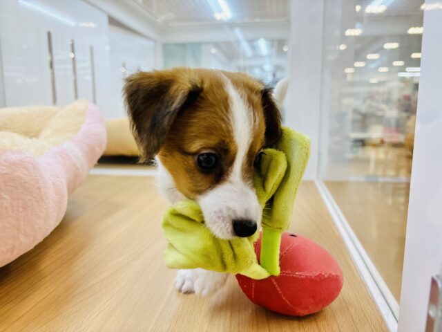 ジャックラッセルテリア