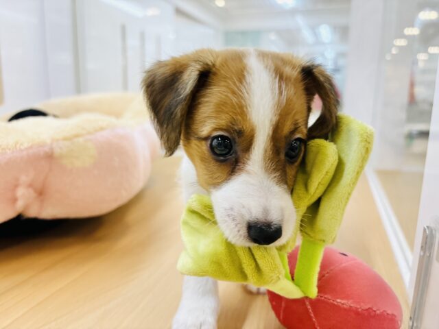 ジャックラッセルテリア