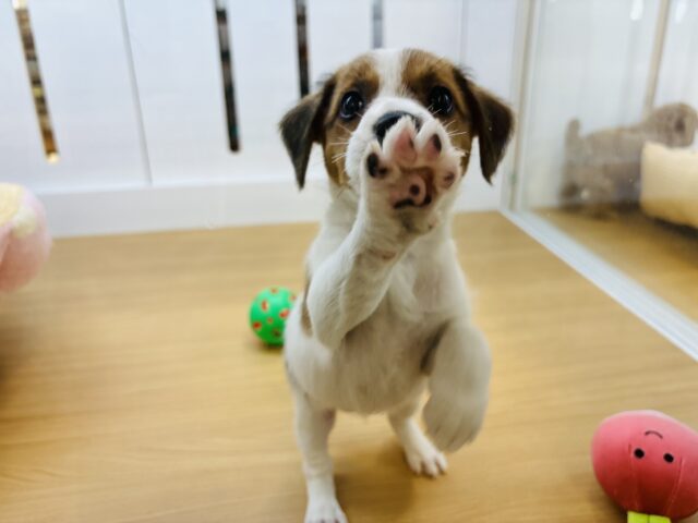 ジャックラッセルテリア