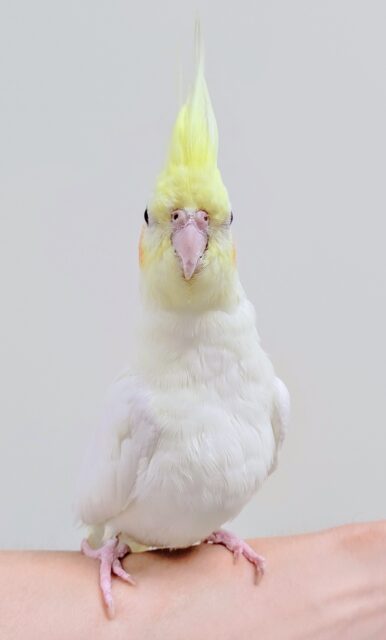 オカメインコ