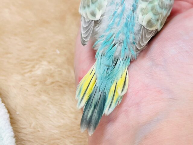 セキセイインコ