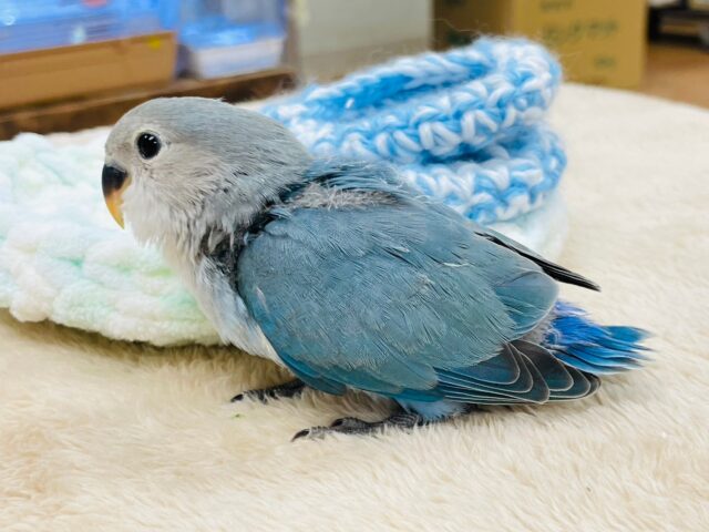 コザクラインコ（小桜インコ）