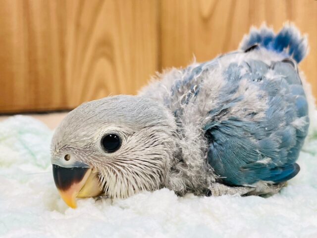 コザクラインコ（小桜インコ）