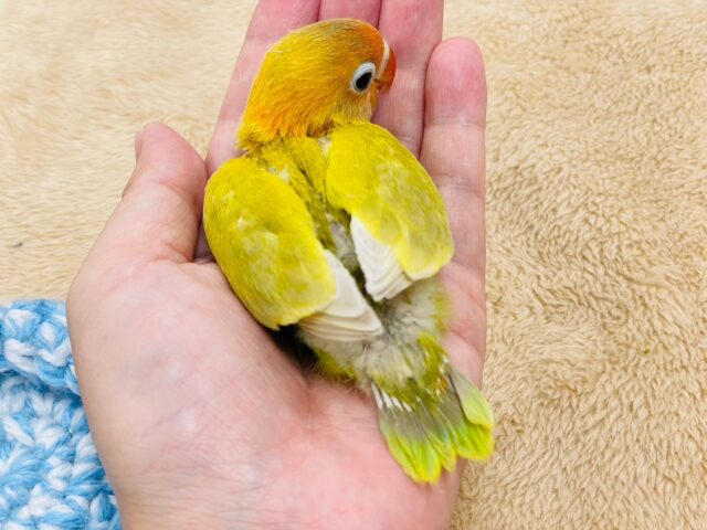 ヤマブキボタンインコ