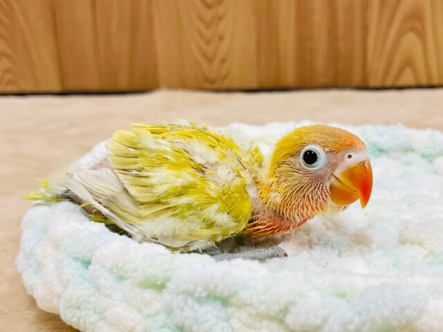 ヤマブキボタンインコ