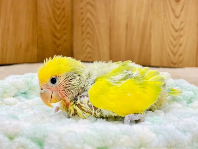 コザクラインコ（小桜インコ）