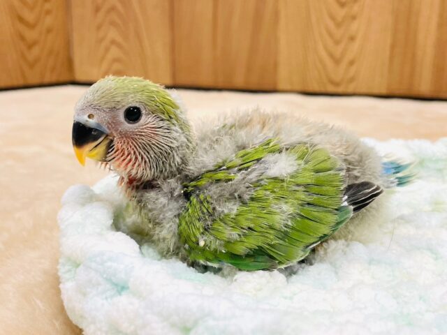 コザクラインコ（小桜インコ）