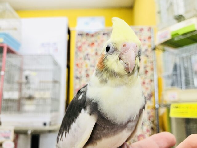 オカメインコ