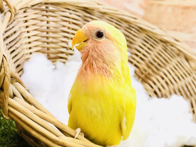 コザクラインコ（小桜インコ）