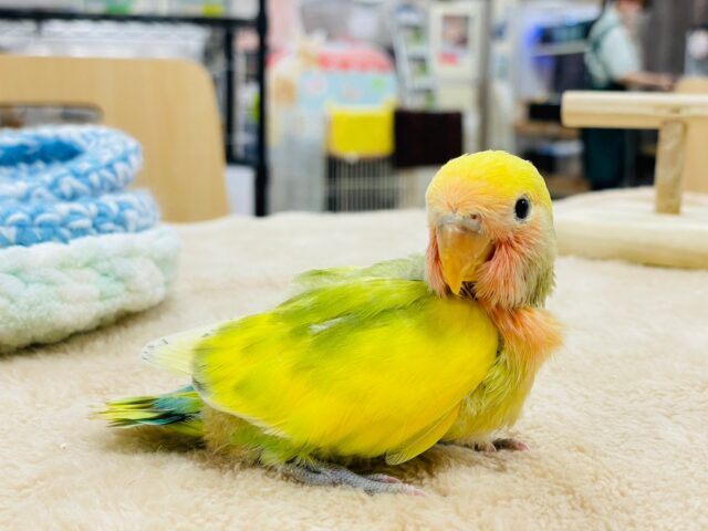 コザクラインコ（小桜インコ）