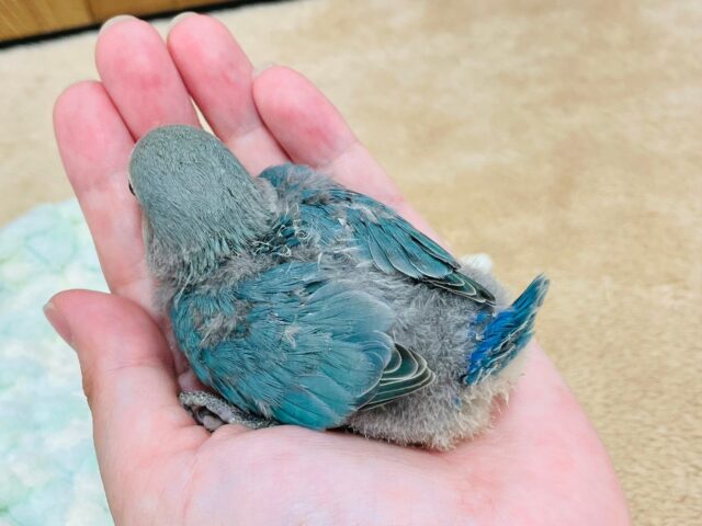 コザクラインコ（小桜インコ）