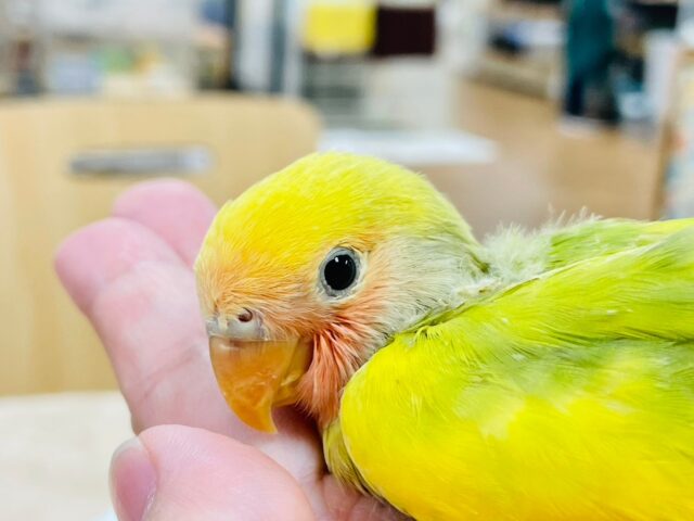 コザクラインコ（小桜インコ）