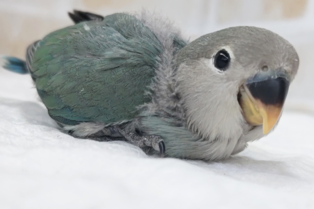 コザクラインコ（小桜インコ）