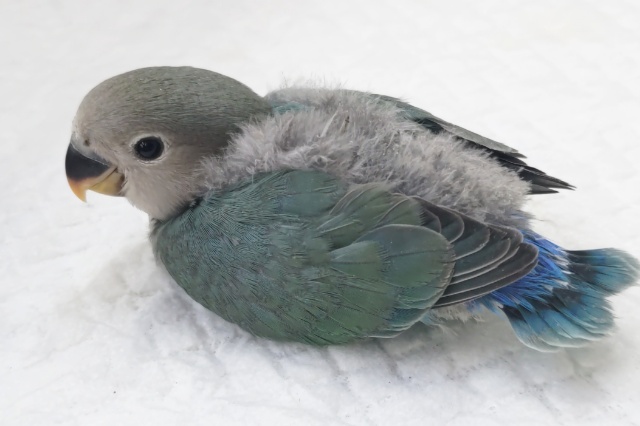 コザクラインコ（小桜インコ）