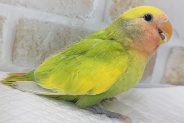 コザクラインコ（小桜インコ）