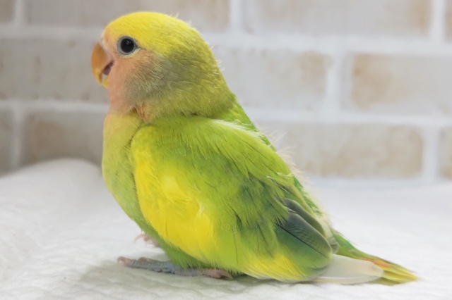 コザクラインコ（小桜インコ）