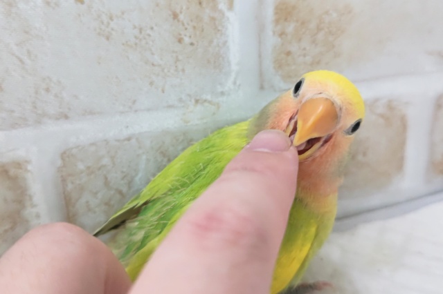コザクラインコ（小桜インコ）